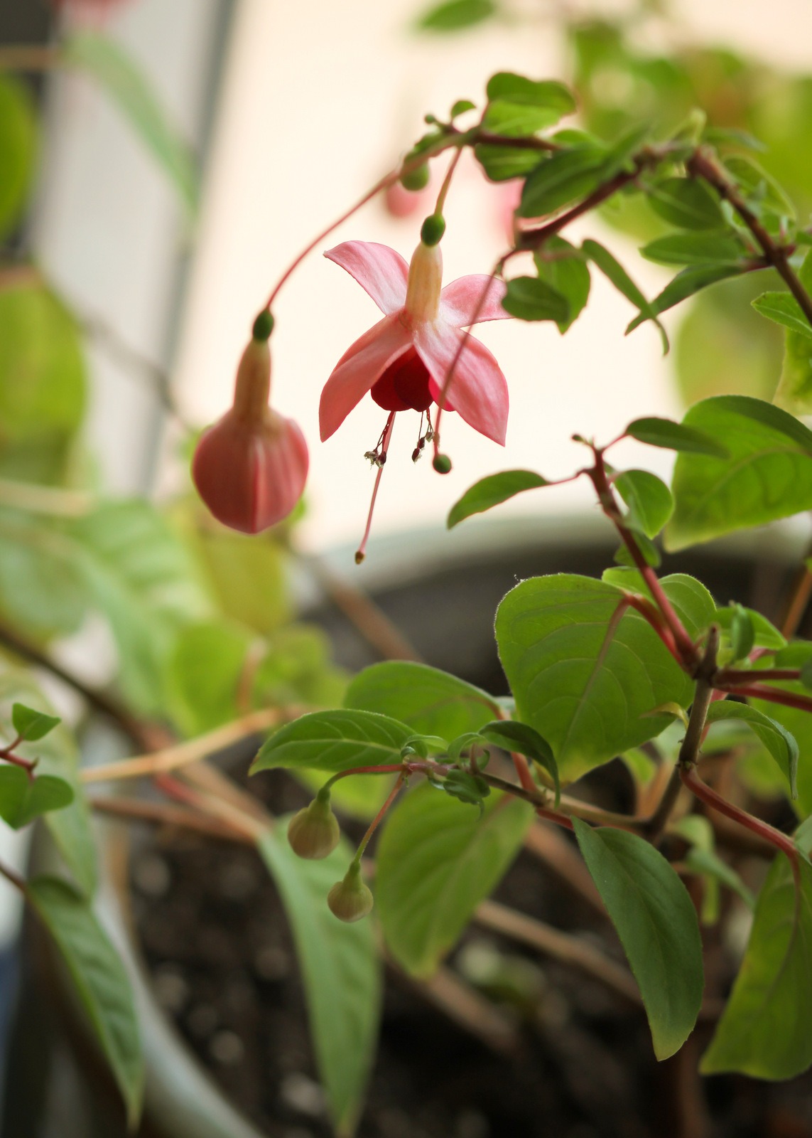 Acupuncture for Pain Relief {Near Blaine Acupuncture}